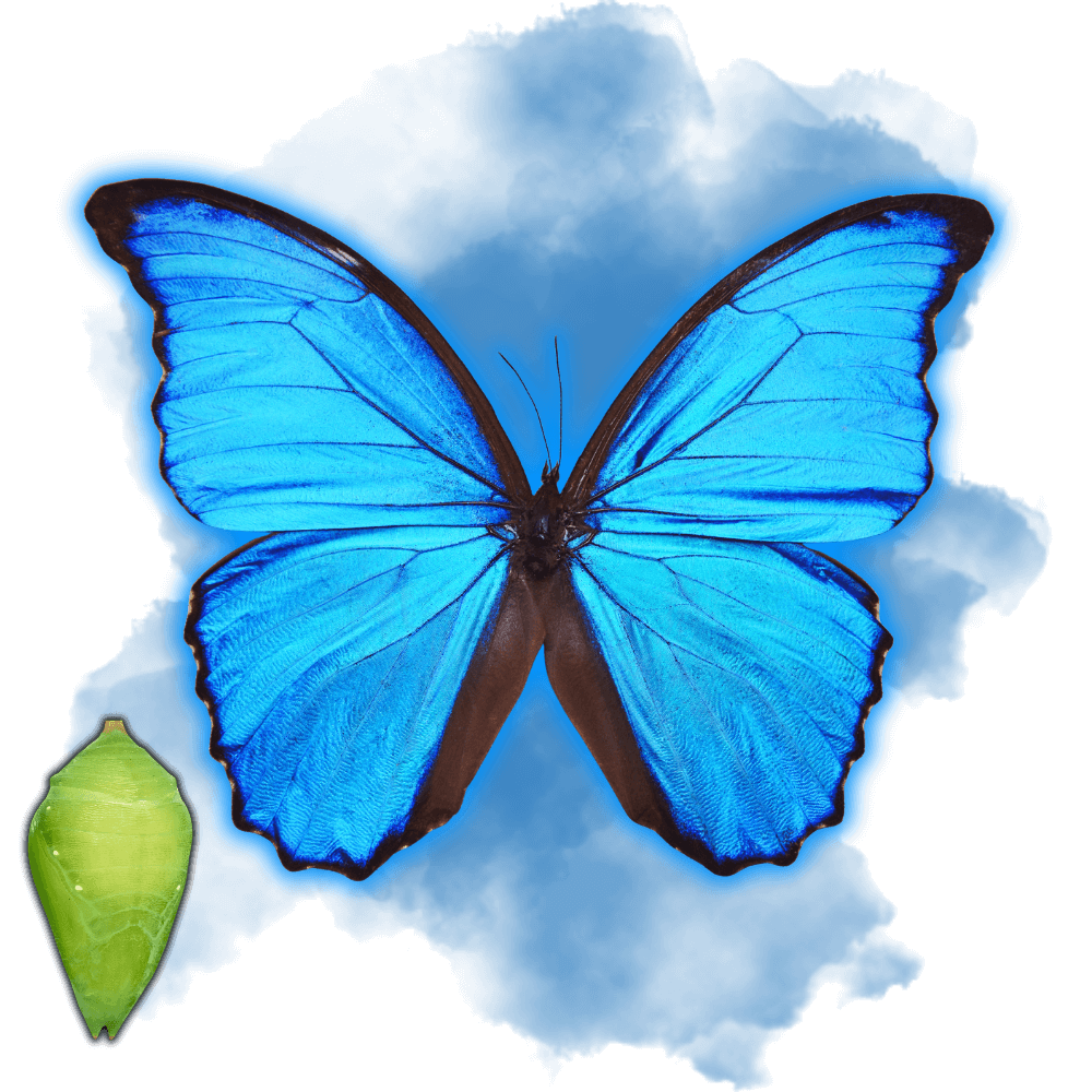 Morpho Helenor - TropiFly™