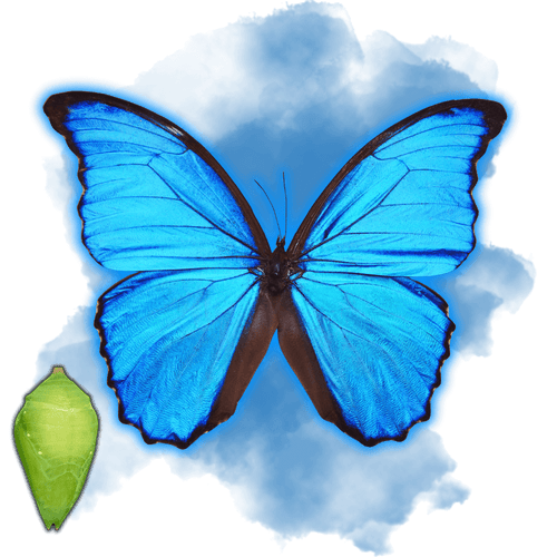 Morpho Helenor - TropiFly™