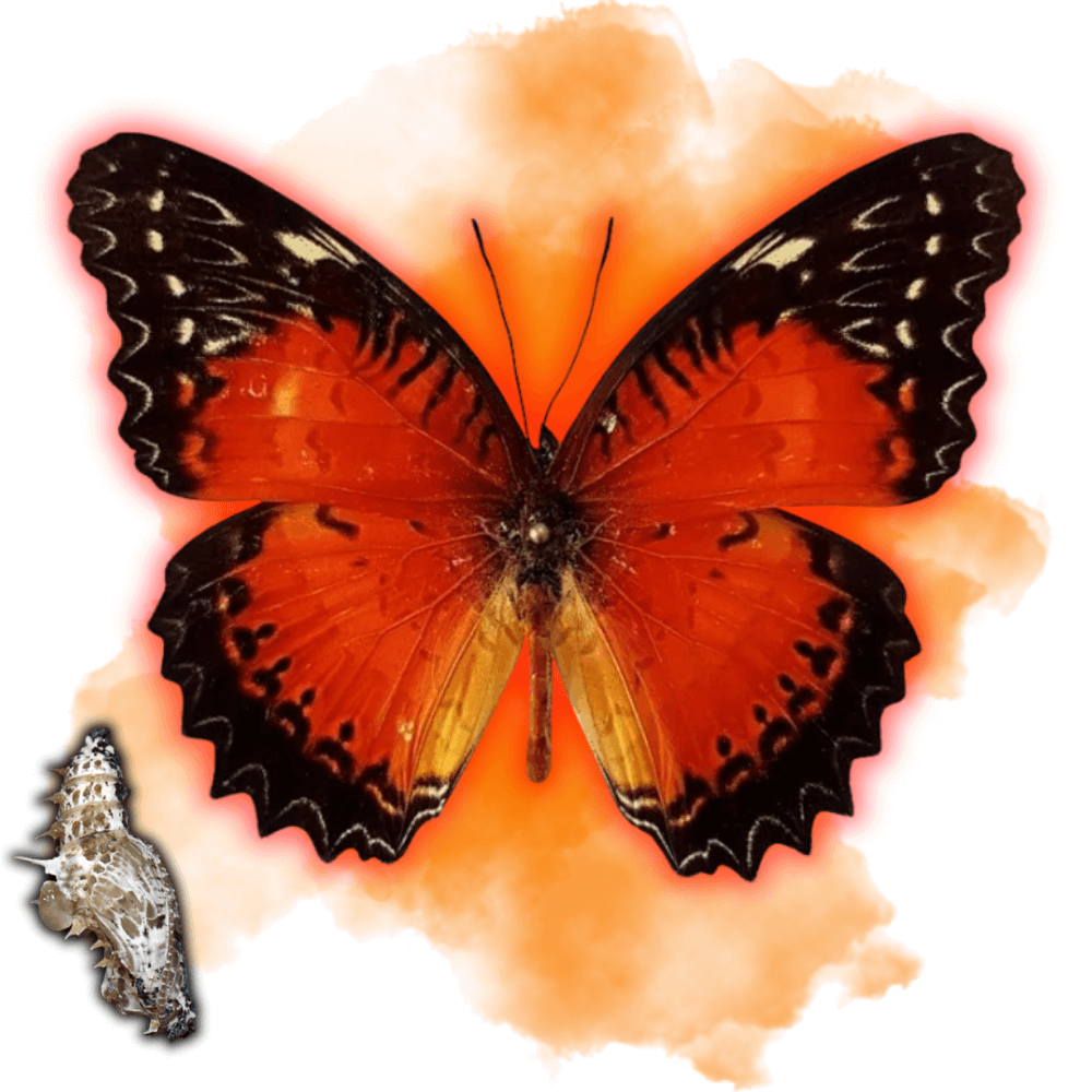 Cethosia Biblis - TropiFly™